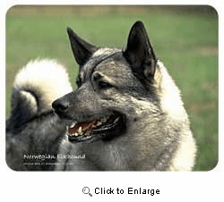 Norwegian Elkhound Coasters