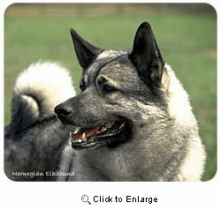 Norwegian Elkhound Mousepad