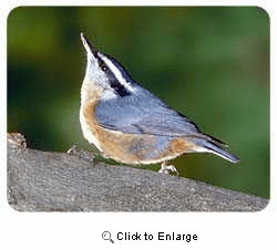 Nuthatch Coasters