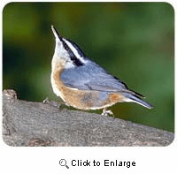 Nuthatch Mousepad