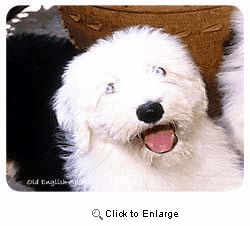 Old English Sheepdog Coasters