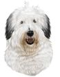 Old English Sheepdog Decal Window Sticker