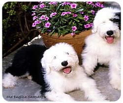 Old English Sheepdog Mousepad