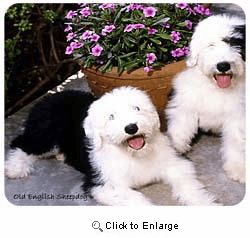 Old English Sheepdog Mousepad
