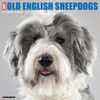 Old English Sheepdog Calendar 2025 Willow Creek Press Animalden Com Old English Sheepdog Willow Creek Calendar 61