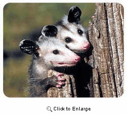 Opossum Coasters