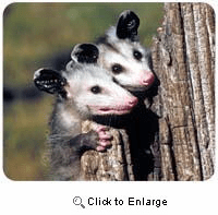 Opossum Mousepad