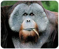 Orangutan Mousepad