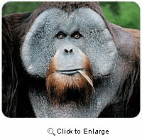 Orangutan Mousepad
