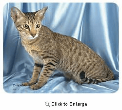 Oriental Cat Coasters