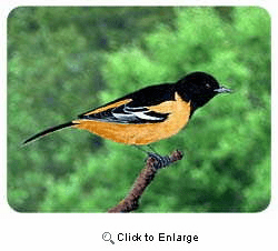 Oriole Coasters