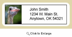 Ostrich Address Labels
