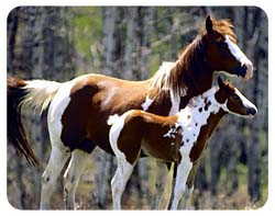 Paint Horse Coasters