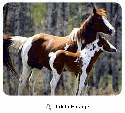 Paint Horse Coasters