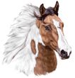 Paint Horse Decal Window Sticker
