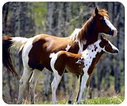 Paint Horse Mousepad