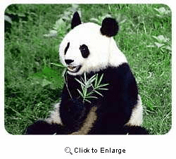Panda Bear Coasters