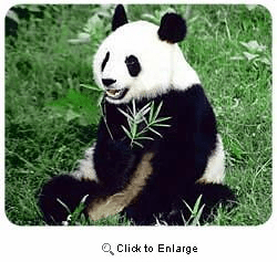 Panda Bear Mousepad
