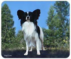 Papillon Mousepad