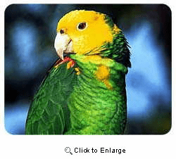 Parrot Coasters