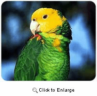 Parrot Mousepad