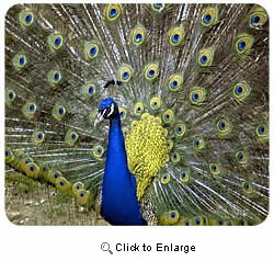 Peacock Mousepad