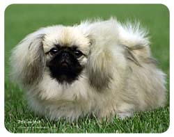 Pekingese Coasters