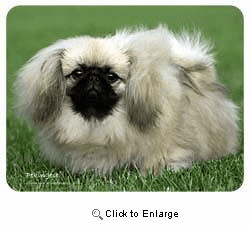 Pekingese Coasters