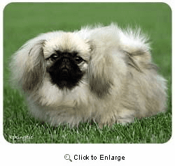 Pekingese Mousepad
