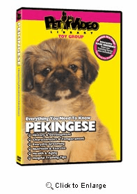 Pekingese Video