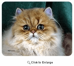 Persian Cat Coasters