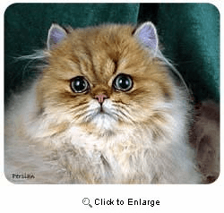 Persian Cat Mousepad