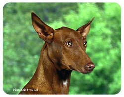 Pharaoh Hound Coasters