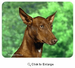 Pharaoh Hound Coasters