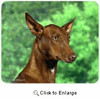 Pharaoh Hound Mousepad