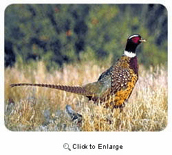 Pheasant Coasters