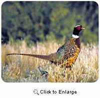 Pheasant Mousepad