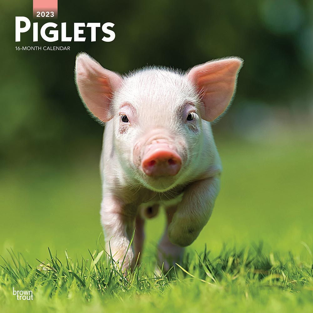 Pig Gifts & Products Animal Den