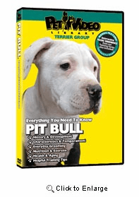Pit Bull Terrier Video