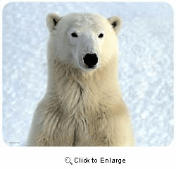 Polar Bear Mousepad