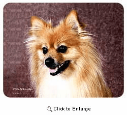 Pomeranian Coasters