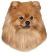 Pomeranian Decal Window Sticker
