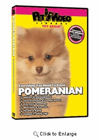 Pomeranian Video