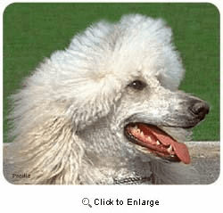 Poodle Mousepad