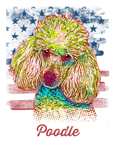 Poodle T Shirt American Flag