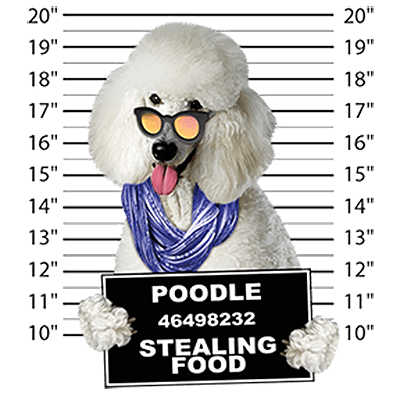 Poodle T-Shirt - Mug Shot