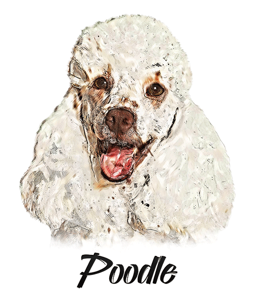 Poodle T-Shirt - Vivid Colors