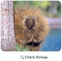 Porcupine Mousepad