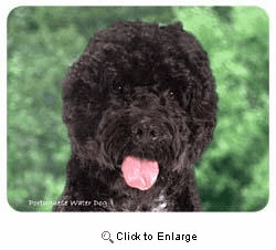 Portuguese Water Dog Coasters