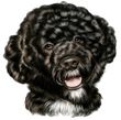 Portuguese Water Dog Decal Window Sticker